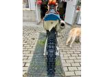 Klikněte pro detailní foto č. 5 - KTM 450 SX-F