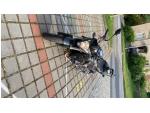 Klikněte pro detailní foto č. 2 - Honda CB 1000 R