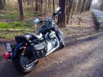 Klikněte pro detailní foto č. 1 - Harley-Davidson Sportster 883 Custom